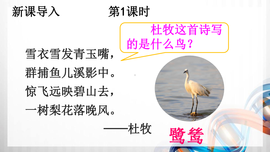 人教部编五年级语文上册1《白鹭》课件.ppt_第3页