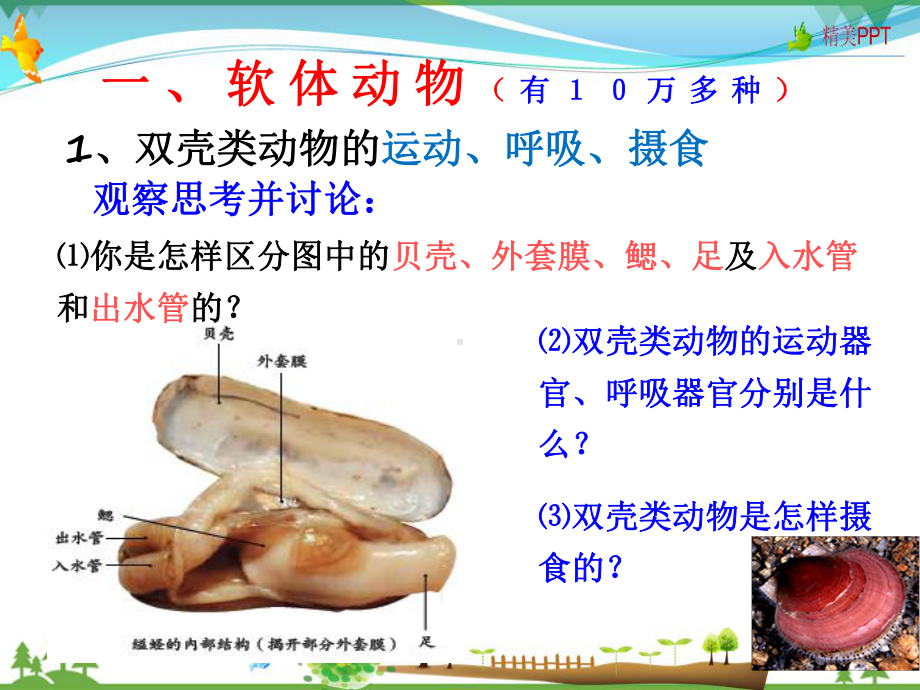 人教版-八年级上册生物-第五单元-第一章-第三节-软体动物和节肢动物（备份1）-教学课件.ppt_第2页