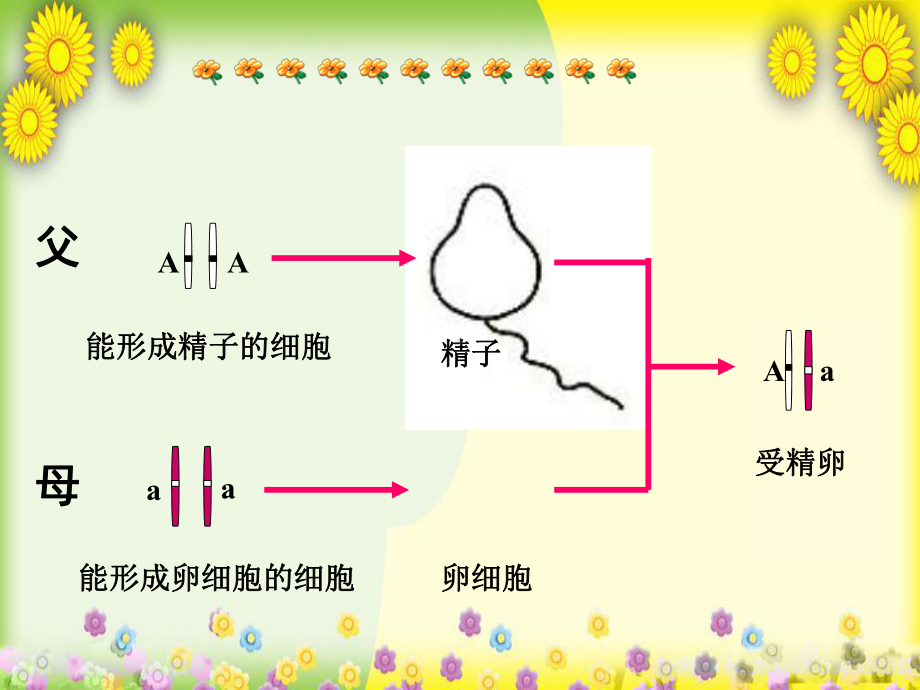 人教初中生物八下《第7单元-第2章-第3节-基因的显性和隐性》-精美原创课件-5.ppt_第3页