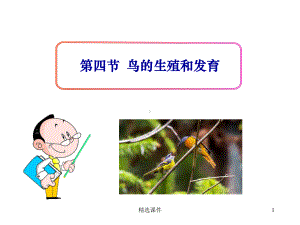 人教版生物八下《鸟的生殖和发育》1完整课件.ppt