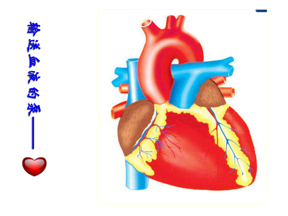 人教版-七年级下册-生物-第四单元-第四章-第三节-输送血液的泵-心脏课件.ppt_第3页