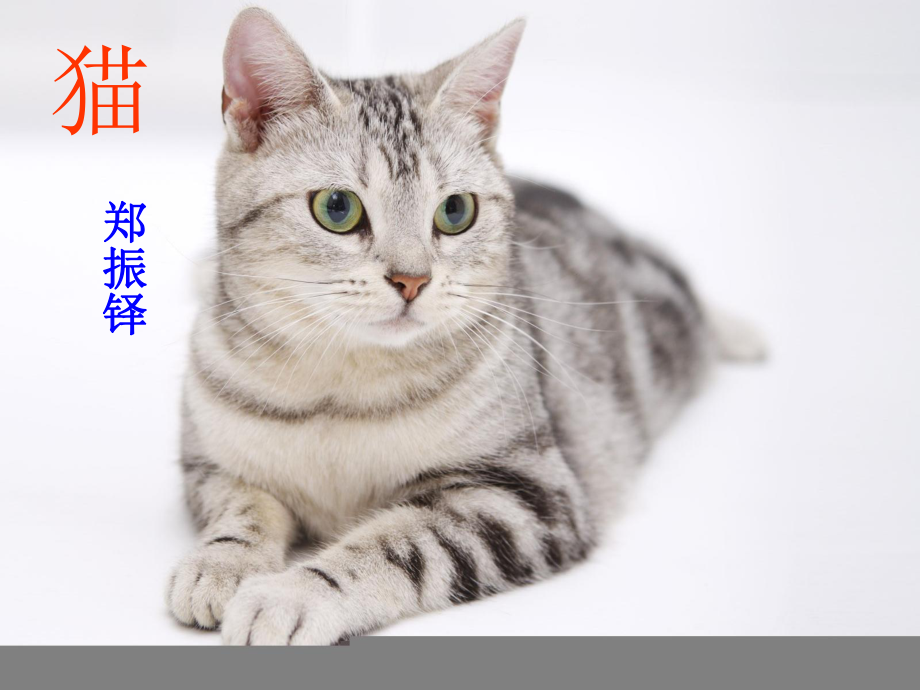 人教部编版七年级上册语文《猫》公开课课件.ppt_第1页