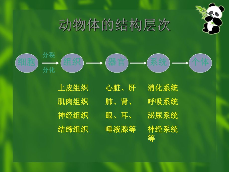 单细胞生物课件9-苏教版.ppt_第1页