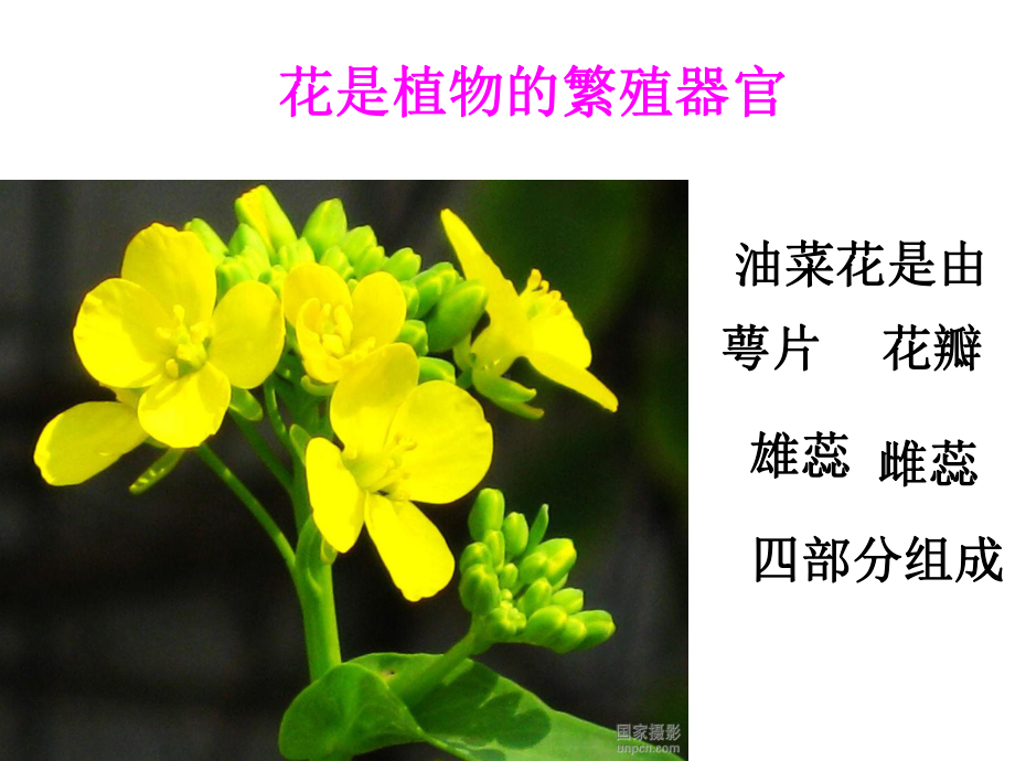 四年级下-各种各样的花教科版-课件.ppt_第3页