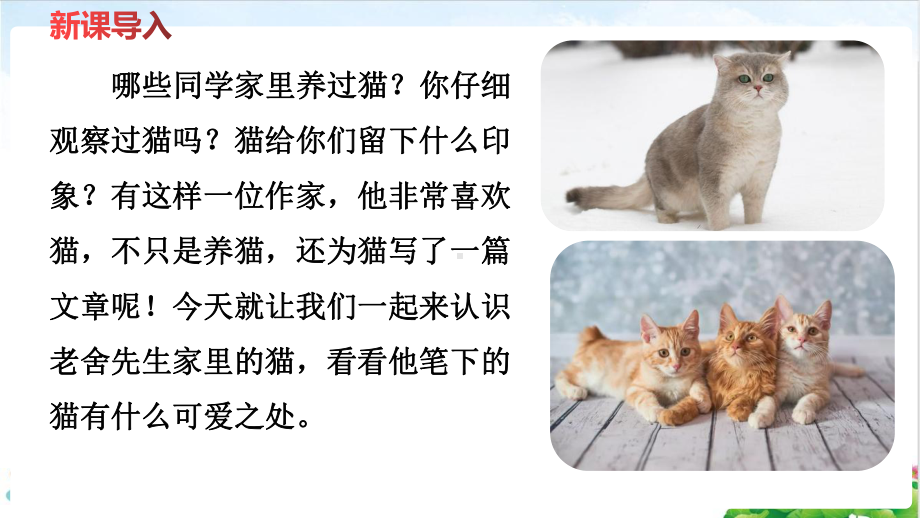 四年级下册语文《猫》部编版教学课件.pptx_第3页