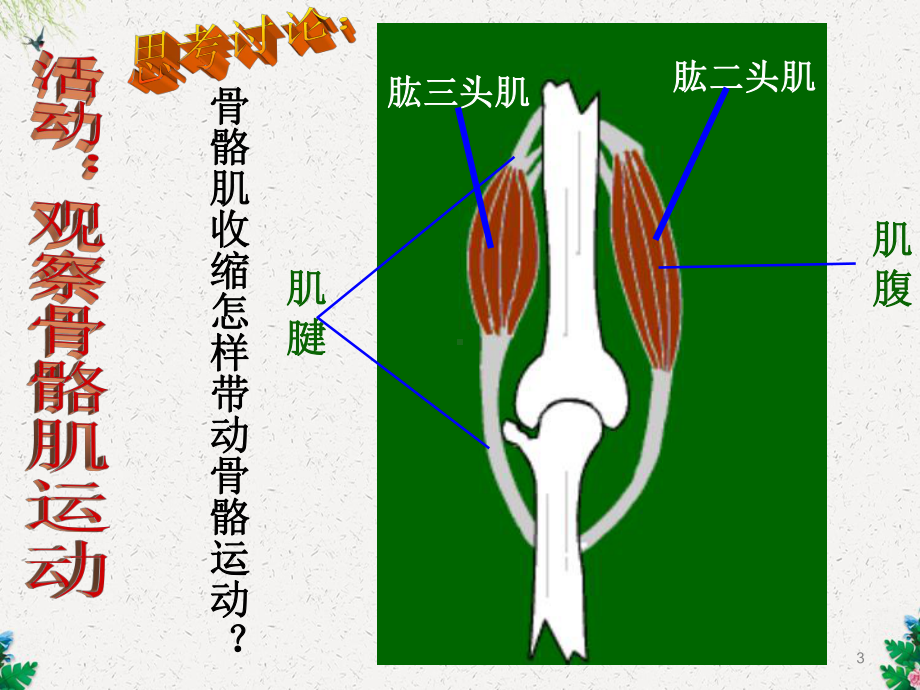 北师大课标版初中生物八年级上册第五单元章第十五章第2节-动物运动的形成(第3课时)课件.ppt_第3页