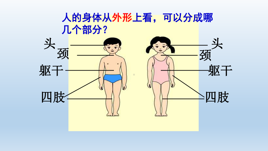 四年级上册科学课件身体的结构教科版.ppt_第2页