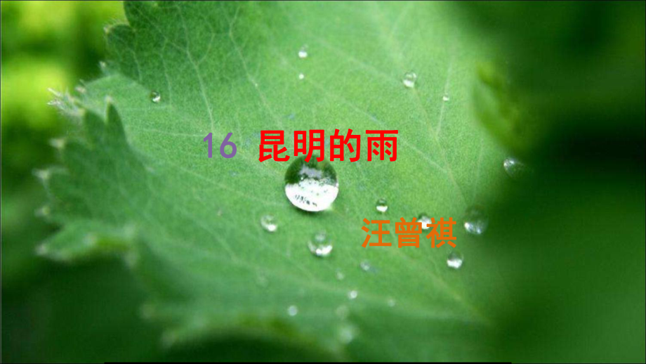 八年级语文昆明的雨2优秀课件.ppt_第1页