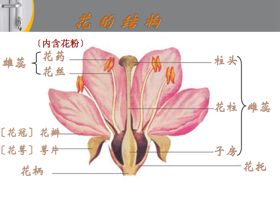 八年级生物2传粉与受精优秀课件.ppt_第1页