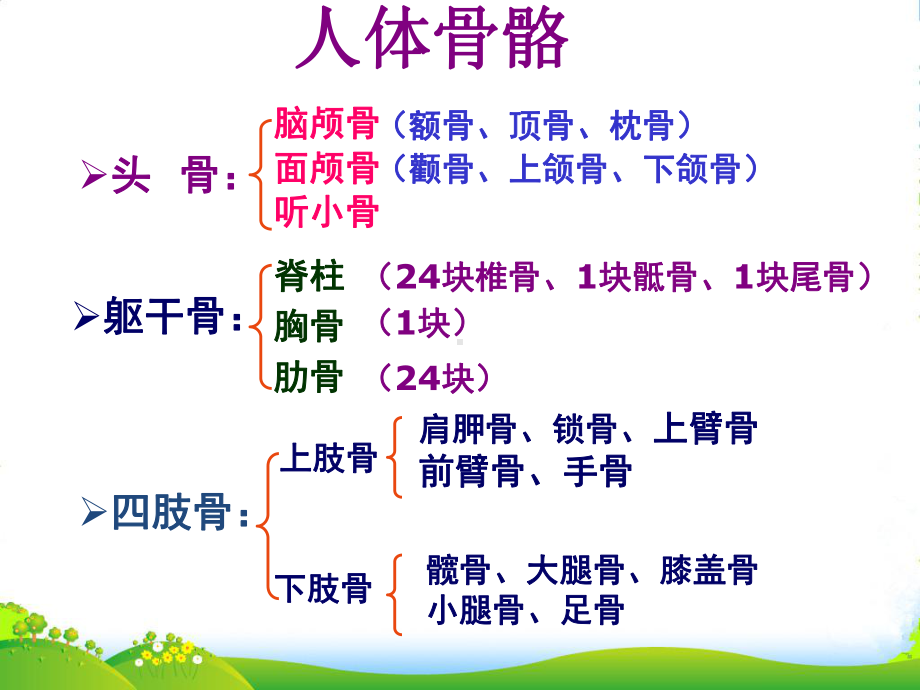 八年级生物上册-第16章-第1节-人体的支持与运动课件-苏科版.ppt_第3页