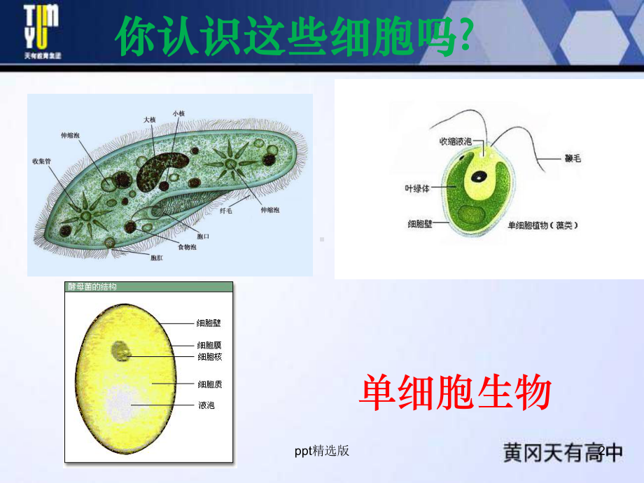 使用高倍显微镜观察几种细胞1课件.ppt_第2页