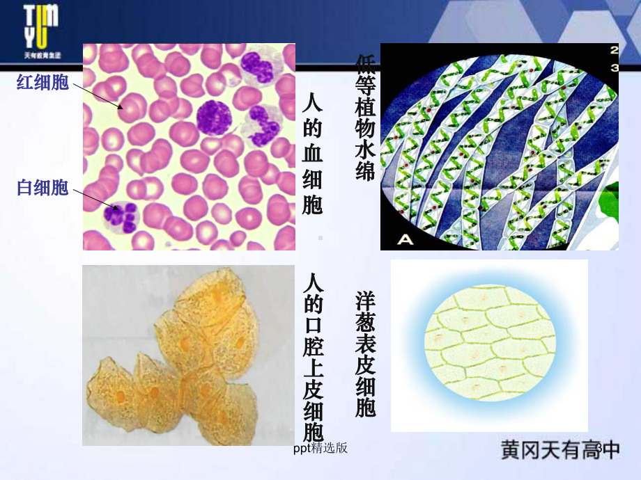 使用高倍显微镜观察几种细胞1课件.ppt_第3页