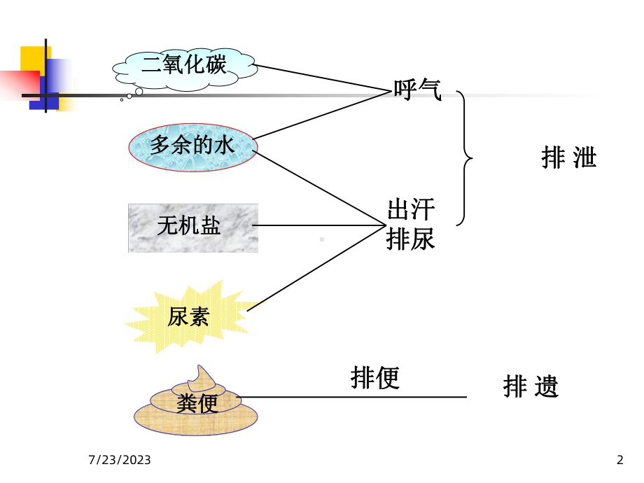 初中生物课件《尿的形成和排出》.ppt_第2页