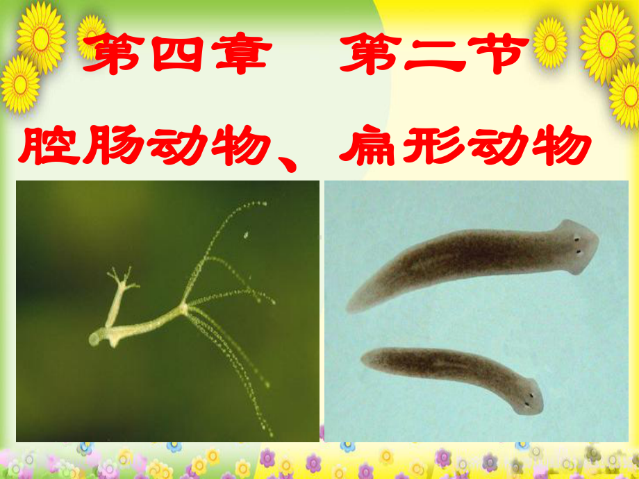 冀教版生物七上《腔肠动物和扁形动物》-高效课堂-获奖课件-1.ppt_第1页