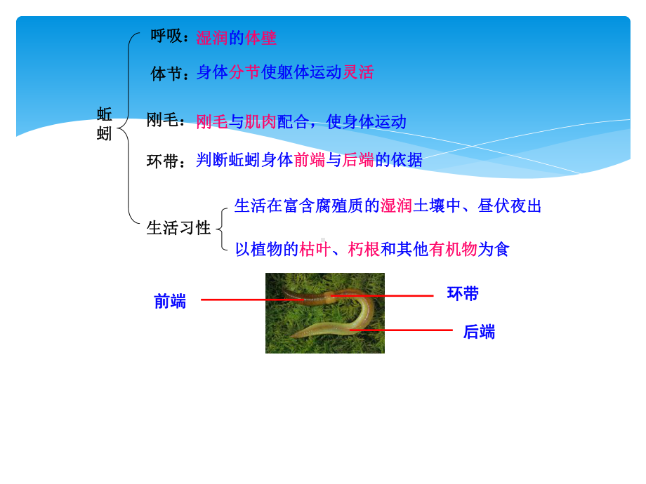 八年级上册生物期末复习提纲初二生物3课件.ppt_第3页