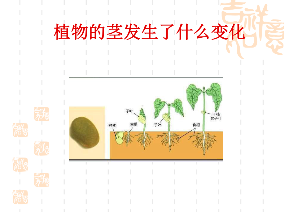 教科版三年级科学下册-《茎越长越高》植物的生长变化课件4-.ppt_第3页