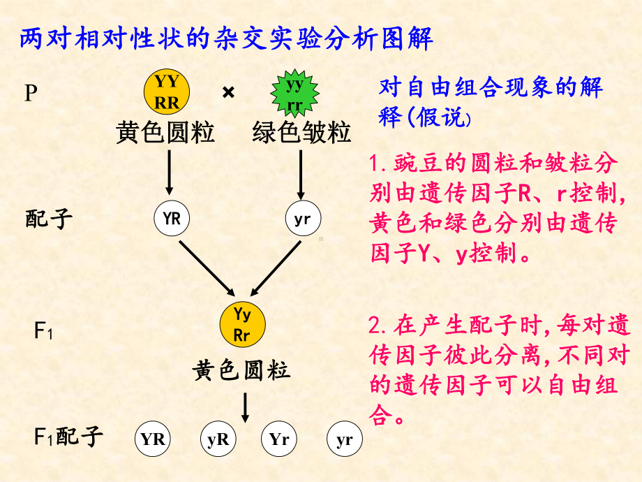 必修2-1—2-孟德尔的豌豆杂交实验(二)课件.ppt_第2页