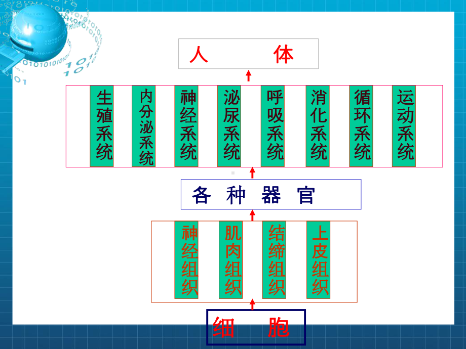 婴幼儿生长发育及保育课件.ppt_第3页