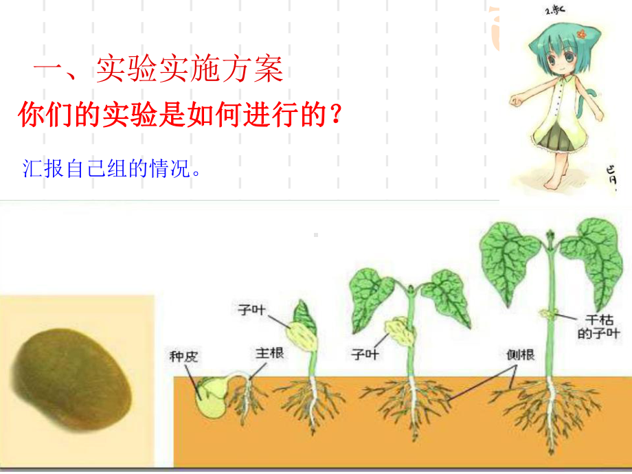 教科版五年级科学上册-《种子发芽实验(二)》生物与环境课件2-.ppt_第2页