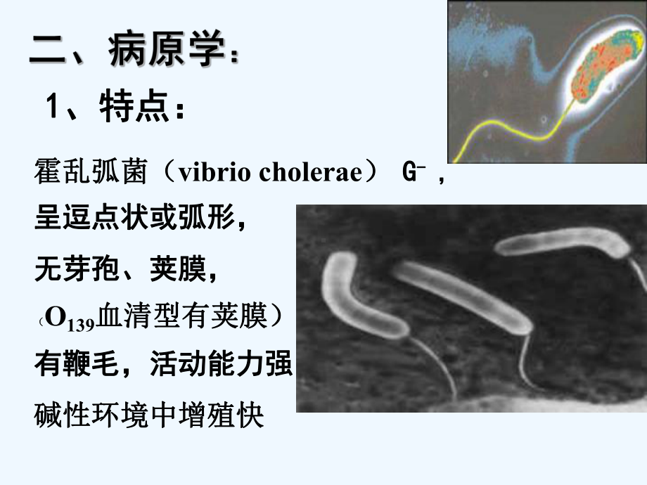 宠物源人兽共患病霍乱讲义教学课件.ppt_第3页