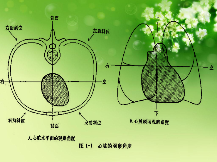 循环系统常见症状护理优秀课件.ppt_第3页