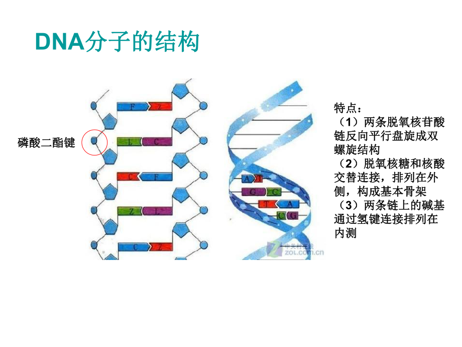 基因工程技术的基本工具XXXX课件.pptx_第3页