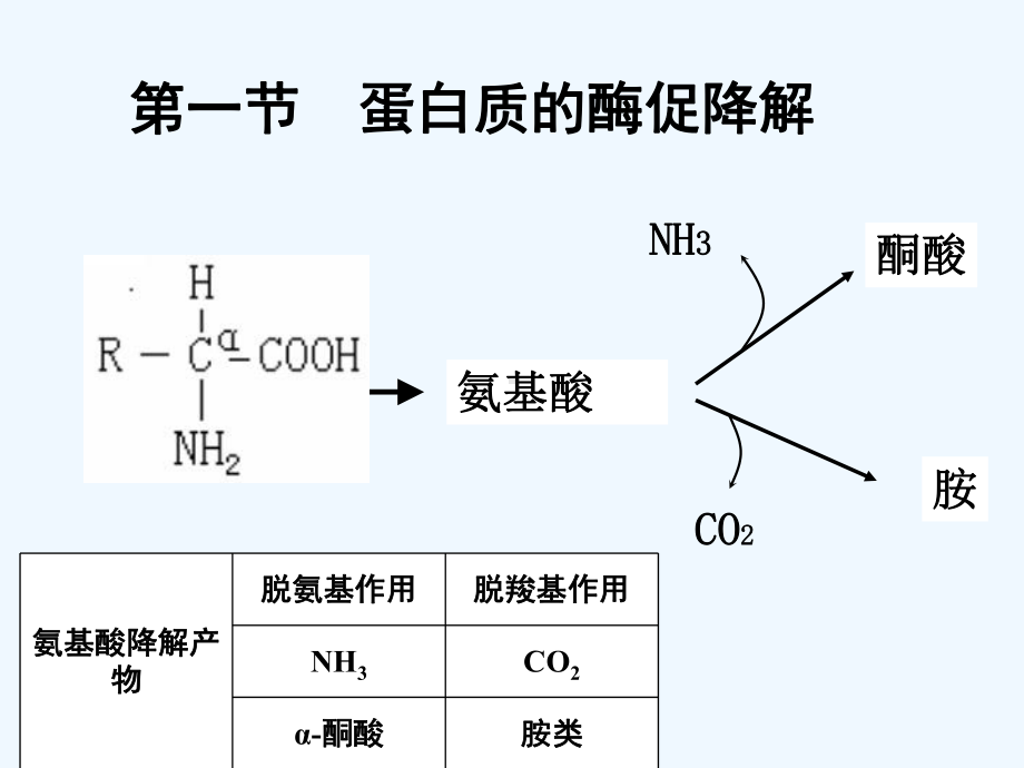 大学-基础生物化学-蛋白质的酶促降解和氨基酸代谢[可修改版]课件.ppt_第3页