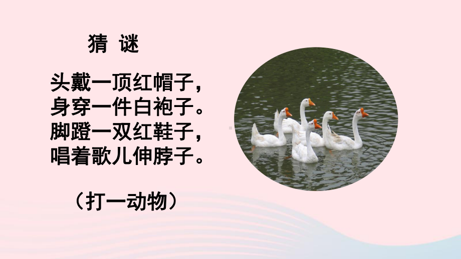 四年级语文下册第四单元15白鹅教学课件新.pptx_第1页