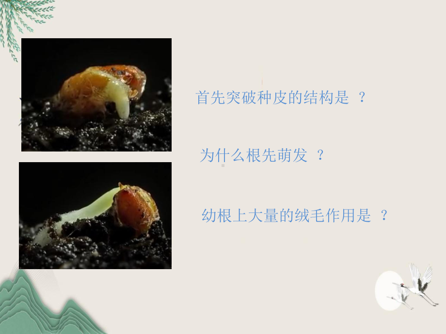 峡江县六月上旬七年级生物上册-第三单元-第二章-第二节-植株的生长课件-新版新人教版.pptx_第2页