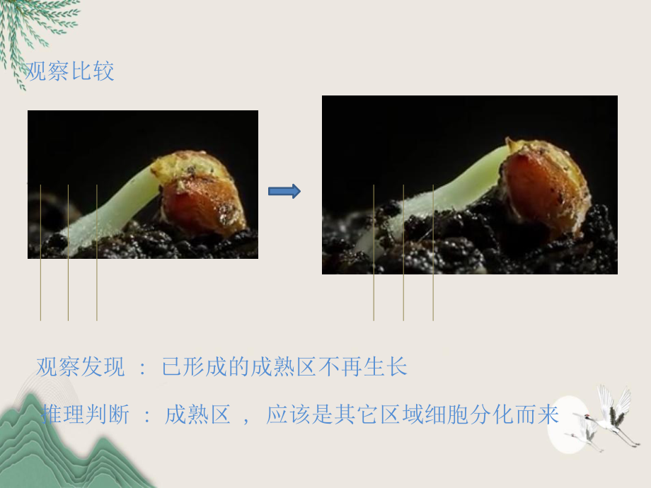 峡江县六月上旬七年级生物上册-第三单元-第二章-第二节-植株的生长课件-新版新人教版.pptx_第3页