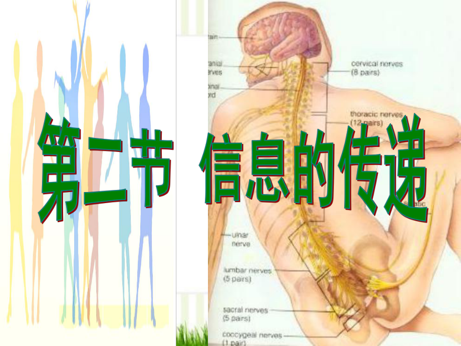 平原县某中学七年级生物下册-第2单元-第4章-第2节-信息的传递课件-新版冀教版.ppt_第3页