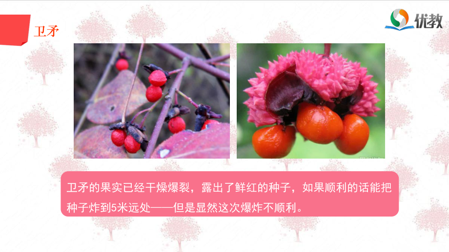 奇花异草的知识课件.ppt_第2页