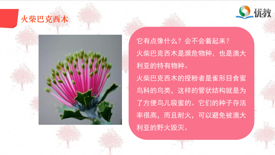 奇花异草的知识课件.ppt_第3页