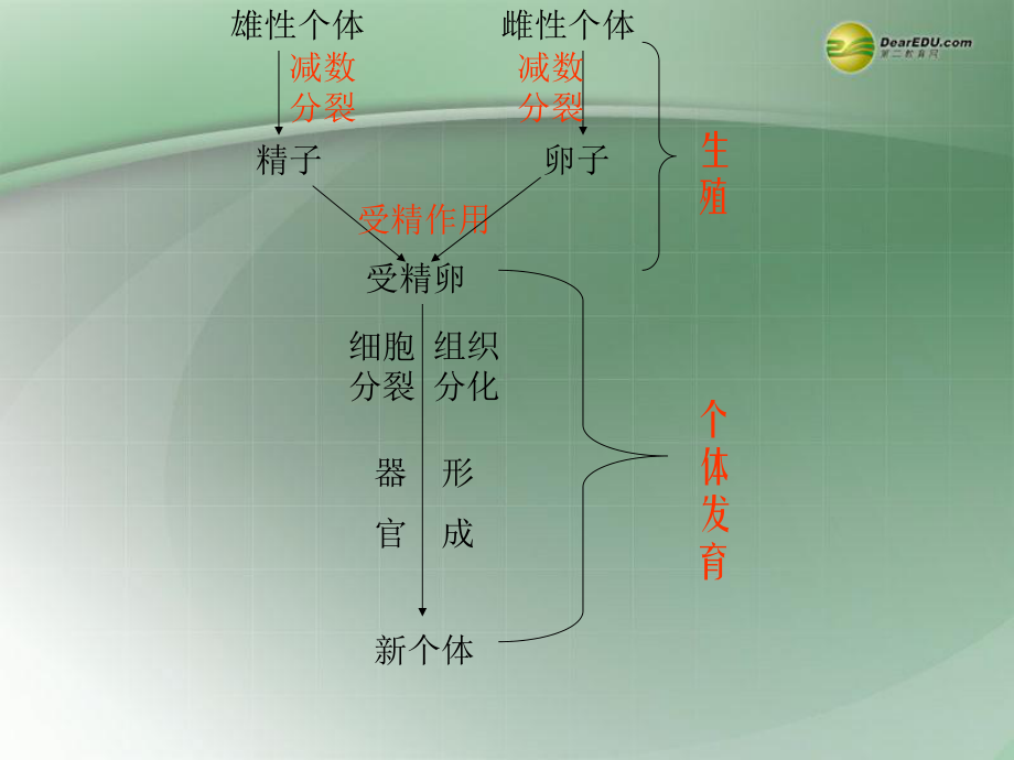 湖南省高中生物-动物个体发育课件-新人教版必修3.ppt_第3页