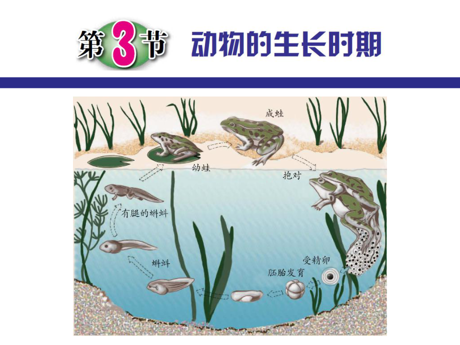 浙教版科学《动物的生长时期》优秀课件1.pptx_第2页