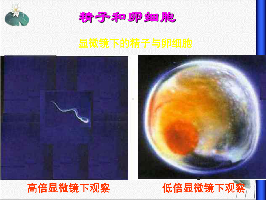 浙教版七级下册人的生殖系统课件.ppt_第3页