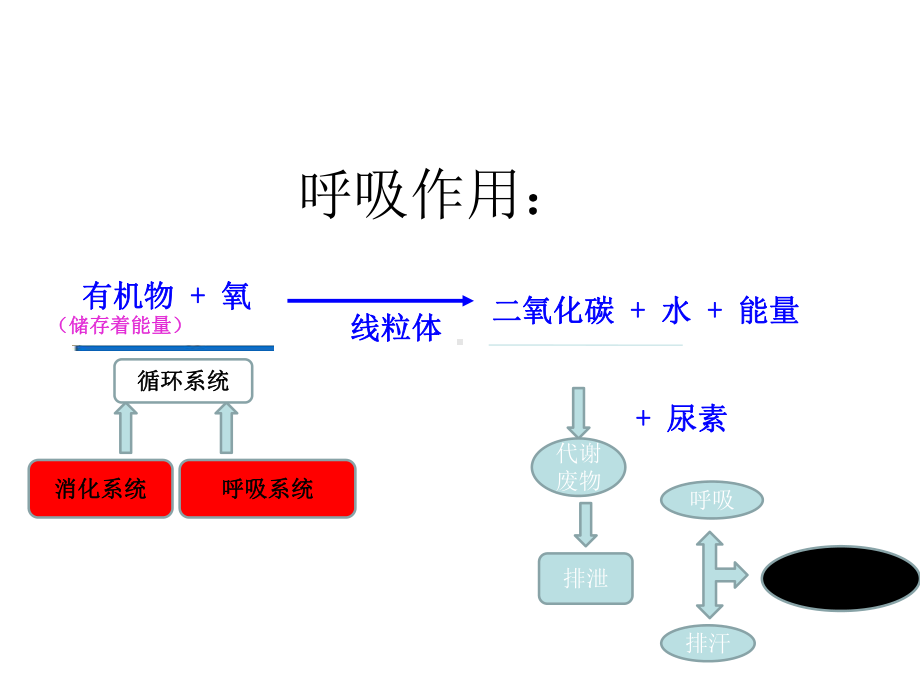 最新人教版生物中考《消化系统与呼吸系统》专题考点精讲课件.ppt_第3页