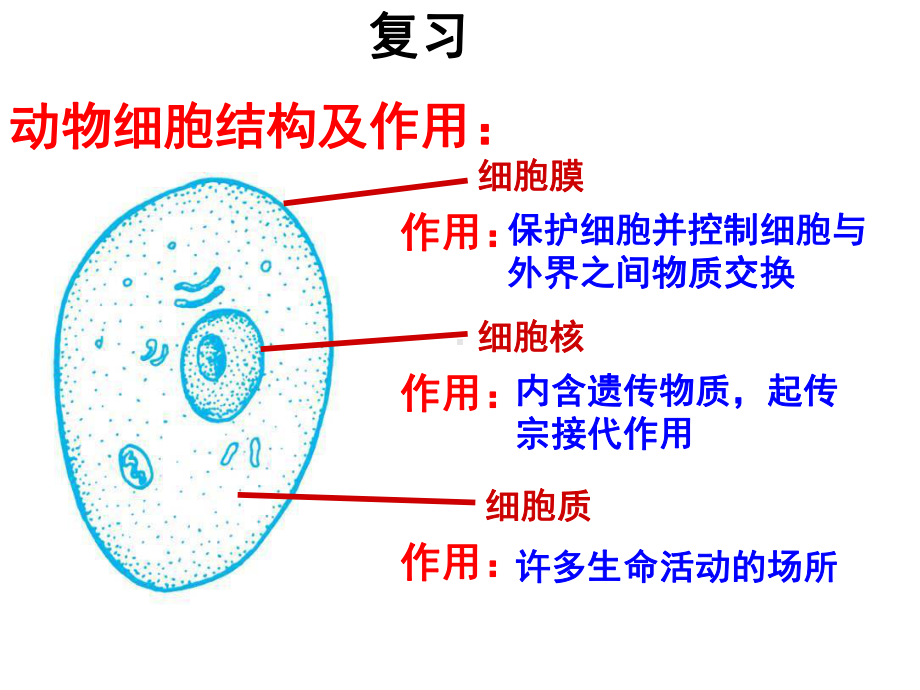 浙教版科学《生物体的结构层次》课件4.ppt_第1页