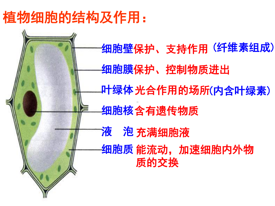 浙教版科学《生物体的结构层次》课件4.ppt_第2页