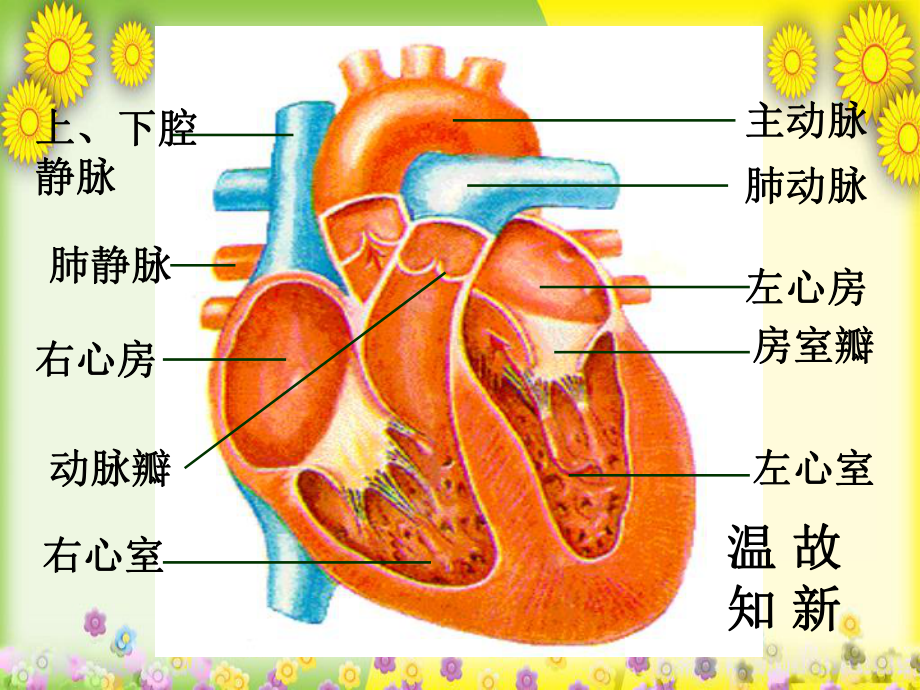 济南版生物七下《物质运输的途径》-高效课堂-获奖课件-4.ppt_第1页