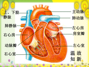 济南版生物七下《物质运输的途径》-高效课堂-获奖课件-4.ppt