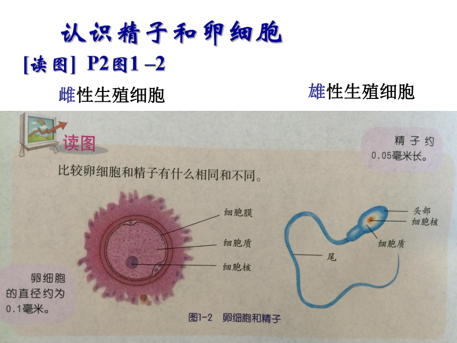 浙教版科学七年级下册11《新生命的诞生》经典课件.ppt_第2页