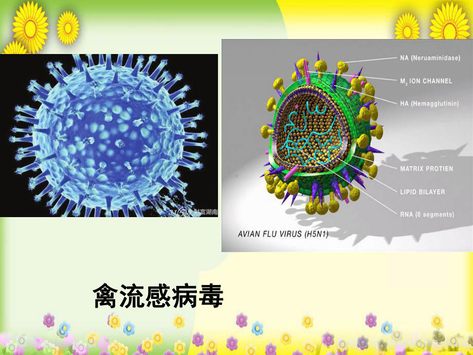 济南版生物七上《病毒》-高效课堂-获奖课件-1.ppt_第2页