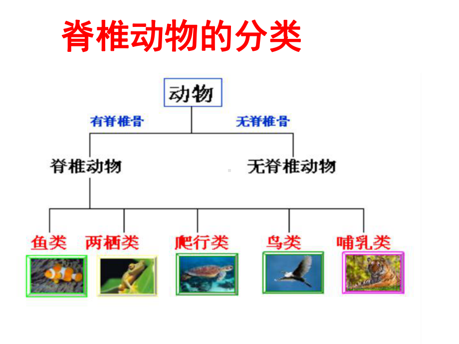 浙教版科学《常见的动物》4课件.ppt_第2页