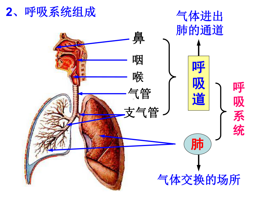 浙教版科学《生物的呼吸和呼吸作用》课件2.pptx_第3页