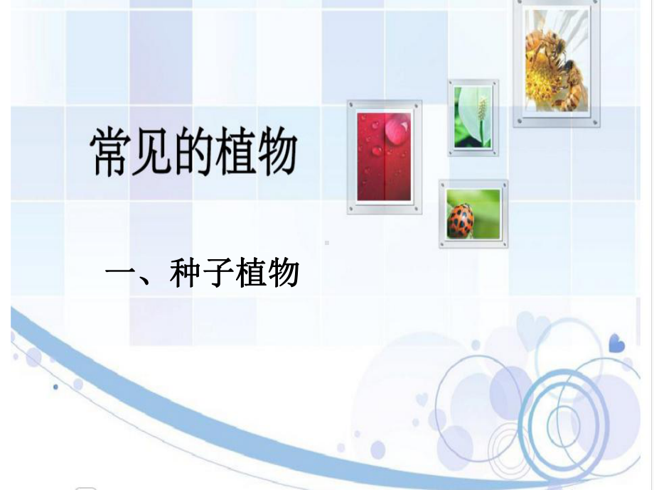 浙教版科学《常见的植物》1课件.ppt_第2页