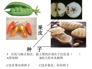 浙教版《常见的植物》优质课件1.ppt