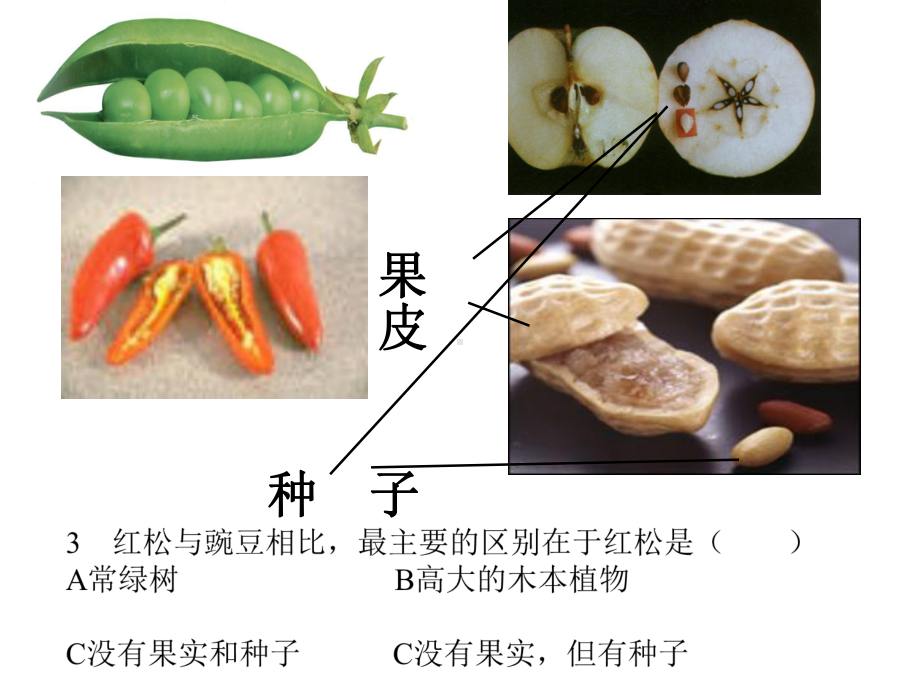 浙教版《常见的植物》优质课件1.ppt_第1页