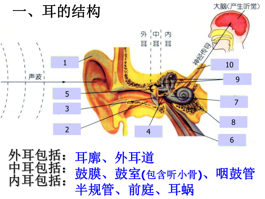 浙教版科学《耳和听觉》优秀课件1.ppt_第3页