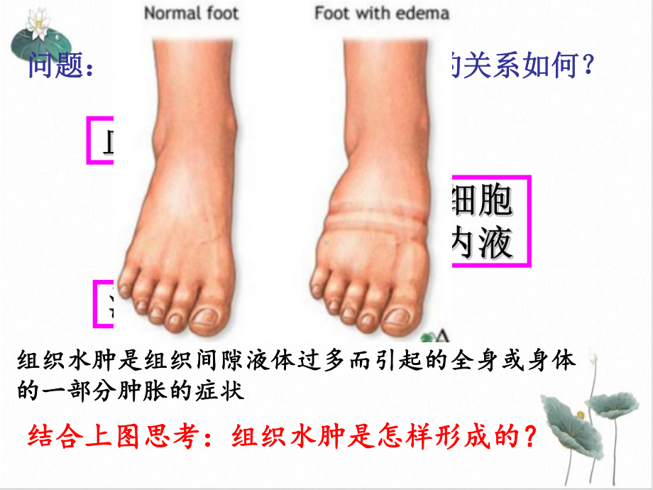 细胞生活的环境课件(原文)高中生物必修.ppt_第3页